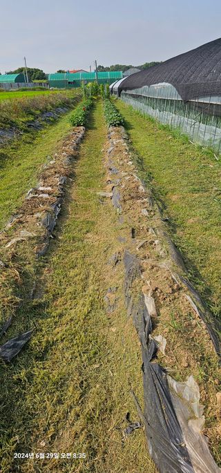 이장호님의 👩🏻‍🌾7월 농작업 계획 · 참여글 작성글 사진