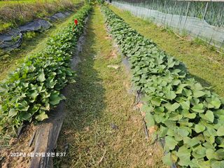 이장호님의 👩🏻‍🌾7월 농작업 계획 · 참여글 작성글 사진