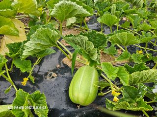 이장호님의 👩🏻‍🌾7월 농작업 계획 · 참여글 작성글 사진
