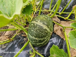 이장호님의 👩🏻‍🌾7월 농작업 계획 · 참여글 작성글 사진