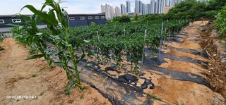 이장호님의 👩🏻‍🌾7월 농작업 계획 · 참여글 작성글 사진