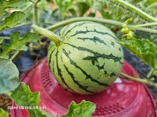 이장호님의 👩🏻‍🌾7월 농작업 계획 · 참여글 작성글 사진