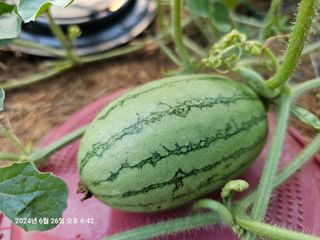 이장호님의 👩🏻‍🌾7월 농작업 계획 · 참여글 작성글 사진