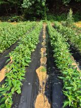 팜모닝 👩🏻‍🌾7월 농작업 계획·참여글 게시글 이미지