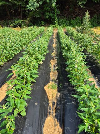 성은모님의 👩🏻‍🌾7월 농작업 계획 · 참여글 작성글 사진