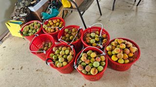 종합선물세트님의 복숭아 · 영농일지 작성글 사진