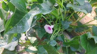 나눔과섬김님의 고구마 · 영농일지 작성글 사진