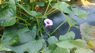 나눔과섬김님의 고구마 · 영농일지 작성글 사진