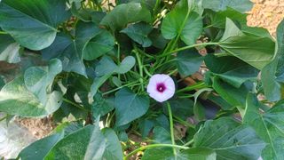 나눔과섬김님의 고구마 · 영농일지 작성글 사진