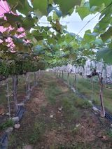 팜모닝 자유주제·자유게시판 게시글 이미지