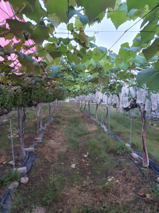 소백산단산포도이종석님의 자유주제 · 자유게시판 작성글 사진