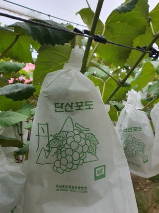 소백산단산포도이종석님의 자유주제 · 자유게시판 작성글 사진