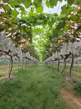 소백산단산포도이종석님의 자유주제 · 자유게시판 작성글 사진