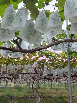 소백산단산포도이종석님의 자유주제 · 자유게시판 작성글 사진