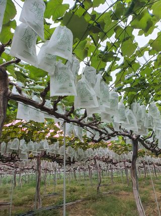 소백산단산포도이종석님의 자유주제 · 자유게시판 작성글 사진