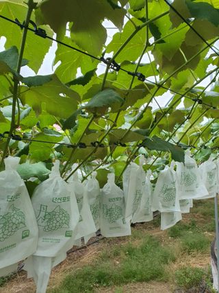 소백산단산포도이종석님의 자유주제 · 자유게시판 작성글 사진