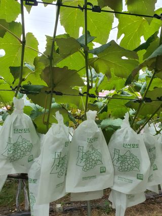 소백산단산포도이종석님의 자유주제 · 자유게시판 작성글 사진