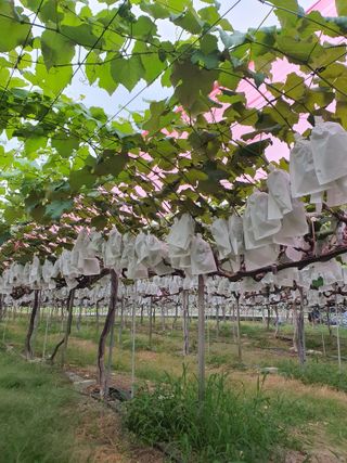 소백산단산포도이종석님의 자유주제 · 자유게시판 작성글 사진