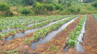최해목님의 👩🏻‍🌾7월 농작업 계획 · 참여글 작성글 사진