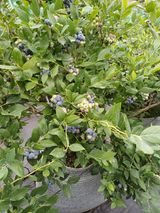 팜모닝 블루베리·영농일지 게시글 이미지