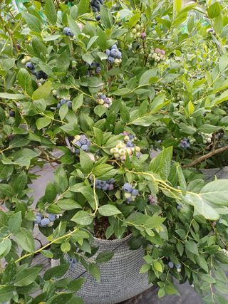 농사블리님의 블루베리 · 영농일지 작성글 사진