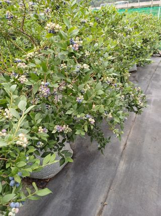 농사블리님의 블루베리 · 영농일지 작성글 사진