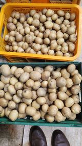 팜모닝 감자·영농일지 게시글 이미지