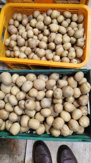 나팔농부김흥우님의 감자 · 영농일지 작성글 사진