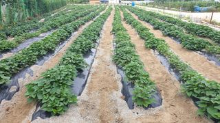 박순천님의 고구마 · 병해충상담 작성글 사진