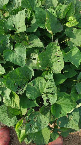 박순천님의 고구마 · 병해충상담 작성글 사진