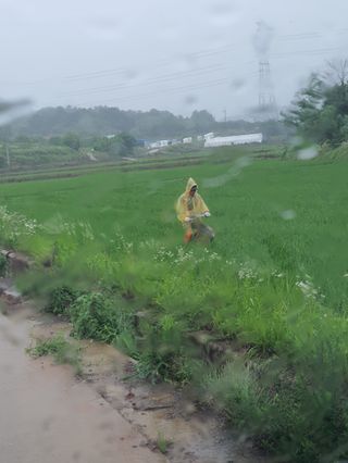 4륜구동경운기님의 벼 · 영농일지 작성글 사진