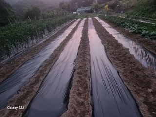 kis님의 자유주제 · 자유게시판 작성글 사진