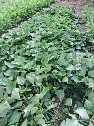 경선님의 고구마 · 병해충상담 작성글 사진