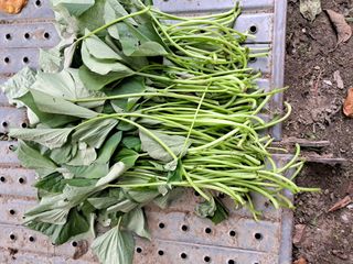 경선님의 고구마 · 병해충상담 작성글 사진