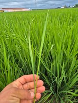 팜모닝 벼·병해충상담 게시글 이미지