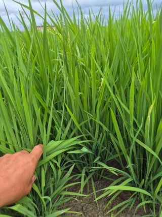 덕열님의 벼 · 병해충상담 작성글 사진