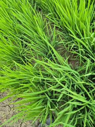 덕열님의 벼 · 병해충상담 작성글 사진