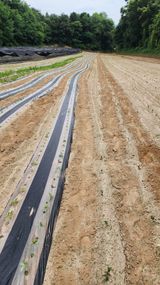 팜모닝 콩·영농일지 게시글 이미지