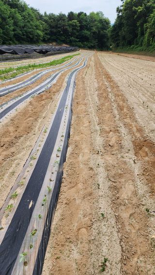 여주거북농부님의 콩 · 영농일지 작성글 사진