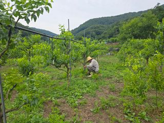 주주농장님의 기타작물 · 영농일지 작성글 사진