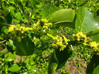 주주농장님의 기타작물 · 영농일지 작성글 사진