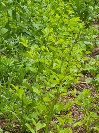 주주농장님의 기타작물 · 영농일지 작성글 사진