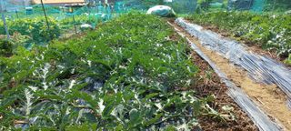 권대경님의 기타작물 · 영농일지 작성글 사진