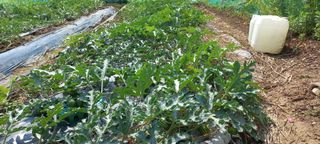 권대경님의 기타작물 · 영농일지 작성글 사진