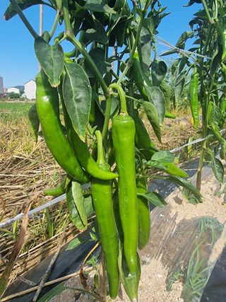 최상숙님의 고추 · 영농일지 작성글 사진