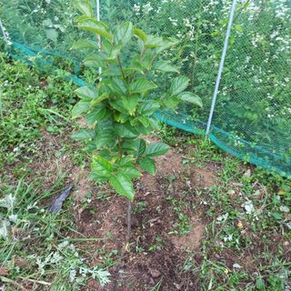 김건우님의 기타작물 · 영농일지 작성글 사진