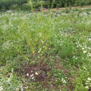 김건우님의 기타작물 · 영농일지 작성글 사진