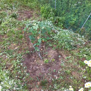 김건우님의 기타작물 · 영농일지 작성글 사진