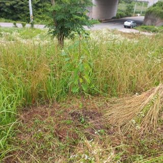 김건우님의 기타작물 · 영농일지 작성글 사진