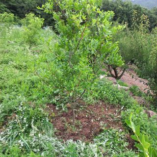 김건우님의 기타작물 · 영농일지 작성글 사진